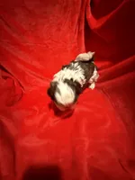 AKC Hays , a male Shih Tzu for sale in Dayton, TN – Photo 7 of 10