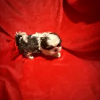 AKC Hays , a male Shih Tzu for sale in Dayton, TN – Photo 3 of 10