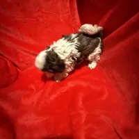 AKC Hays , a male Shih Tzu for sale in Dayton, TN – Photo 5 of 10