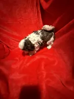 AKC Hays , a male Shih Tzu for sale in Dayton, TN – Photo 5 of 10