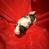 AKC Hays , a male Shih Tzu for sale in Dayton, TN – Photo 4 of 10