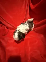 AKC Hays , a male Shih Tzu for sale in Dayton, TN – Photo 4 of 10