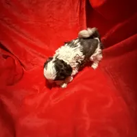 AKC Hays , a male Shih Tzu for sale in Dayton, TN – Photo 9 of 10