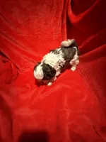 AKC Hays , a male Shih Tzu for sale in Dayton, TN – Photo 9 of 10