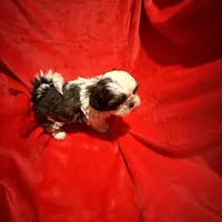 AKC Hays , a male Shih Tzu for sale in Dayton, TN – Photo 10 of 10
