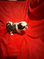 AKC Hays , a male Shih Tzu for sale in Dayton, TN – Photo 10 of 10