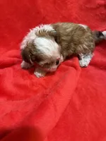 AKC Hays, a male Shih Tzu for sale in Dayton, TN – 2 of 10