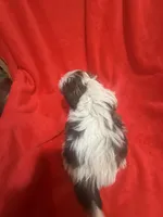 AKC Johnny , a male Shih Tzu for sale in Dayton, TN – 8 of 10