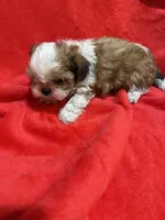 AKC Hays, a male Shih Tzu for sale in Dayton, TN – 5 of 10