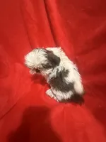AKC Johnny , a male Shih Tzu for sale in Dayton, TN – 5 of 10