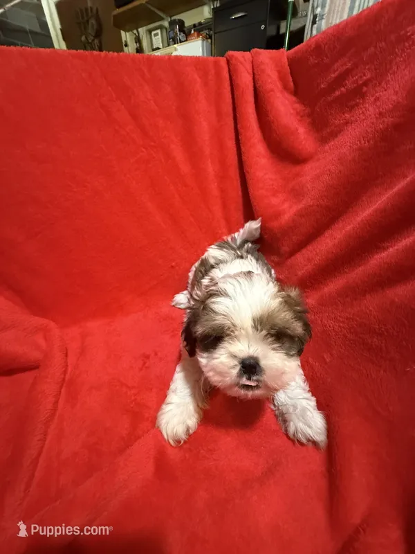 AKC Johnny  – Shih Tzu puppy for sale in Dayton, TN