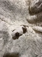 James AKC, a male Shih Tzu for sale in Dayton, TN – Photo 4 of 8