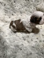 James AKC, a male Shih Tzu for sale in Dayton, TN – Photo 3 of 8