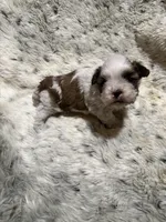 James AKC, a male Shih Tzu for sale in Dayton, TN – Photo 5 of 8