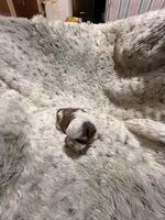 James AKC, a male Shih Tzu for sale in Dayton, TN – Photo 1 of 8