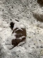 James AKC, a male Shih Tzu for sale in Dayton, TN – Photo 8 of 8