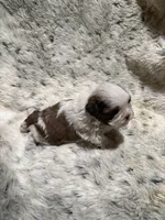 James AKC, a male Shih Tzu for sale in Dayton, TN – Photo 7 of 8