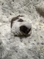 James AKC, a male Shih Tzu for sale in Dayton, TN – Photo 2 of 8