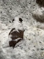 James AKC, a male Shih Tzu for sale in Dayton, TN – Photo 6 of 8