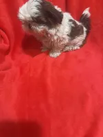 AKC Johnny , a male Shih Tzu for sale in Dayton, TN – 10 of 10