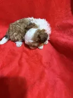 AKC Hays, a male Shih Tzu for sale in Dayton, TN – 6 of 10