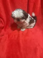 AKC Johnny , a male Shih Tzu for sale in Dayton, TN – 6 of 10