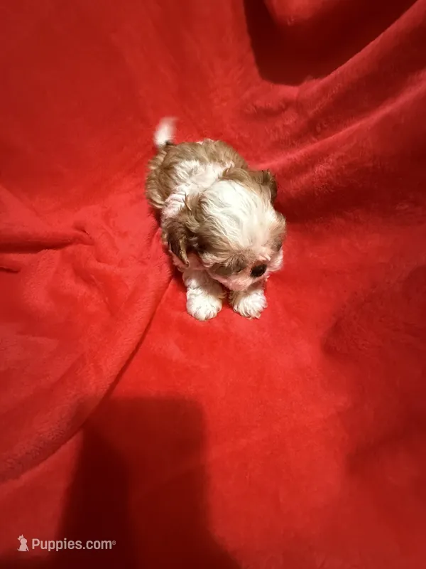 AKC Hays – Shih Tzu puppy for sale in Dayton, TN