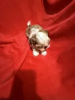 AKC Hays, a male Shih Tzu for sale in Dayton, TN – 1 of 10