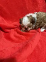 AKC Hays, a male Shih Tzu for sale in Dayton, TN – 8 of 10