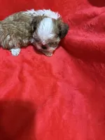 AKC Hays, a male Shih Tzu for sale in Dayton, TN – 3 of 10
