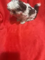 AKC Johnny , a male Shih Tzu for sale in Dayton, TN – 9 of 10