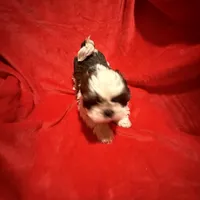 AKC Hays , a male Shih Tzu for sale in Dayton, TN – Photo 6 of 10