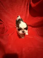 AKC Hays , a male Shih Tzu for sale in Dayton, TN – Photo 6 of 10
