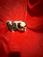 AKC Hays , a male Shih Tzu for sale in Dayton, TN – Photo 1 of 10
