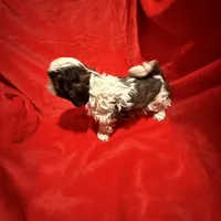 AKC Hays , a male Shih Tzu for sale in Dayton, TN – Photo 8 of 10