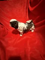 AKC Hays , a male Shih Tzu for sale in Dayton, TN – Photo 8 of 10