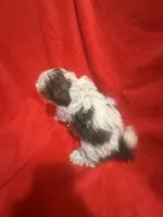 AKC Johnny , a male Shih Tzu for sale in Dayton, TN – 3 of 10