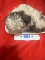 AKC Johnny , a male Shih Tzu for sale in Dayton, TN – 2 of 10