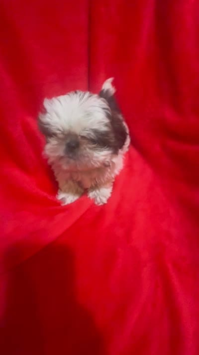 AKC Johnny , a male Shih Tzu for sale in Dayton, TN – 4 of 10