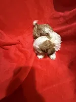 AKC Hays, a male Shih Tzu for sale in Dayton, TN – 7 of 10
