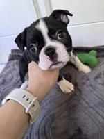 Oakley , a female Boston Terrier for sale in Melville, NY – 5 of 6