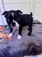 Yoda, a male Boston Terrier for sale in Melville, NY – 8 of 10