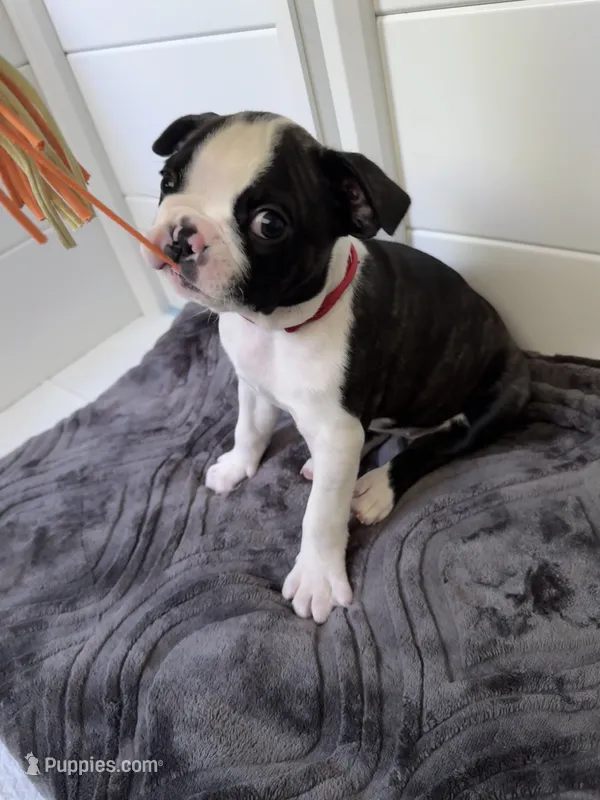 Rizzo  – Boston Terrier puppy for sale in Melville, NY