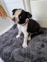 Rizzo , a female Boston Terrier for sale in Melville, NY – 1 of 6