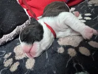 Rizzo , a female Boston Terrier for sale in Melville, NY – 6 of 6