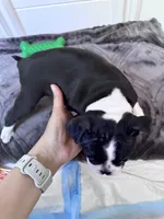 Oakley , a female Boston Terrier for sale in Melville, NY – 6 of 6