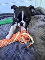 Bella, a female Boston Terrier for sale in Melville, NY – 7 of 8