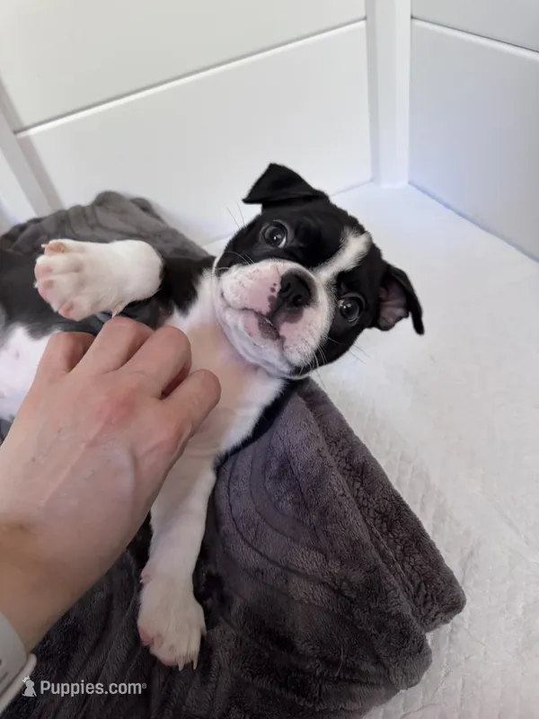 Oakley  – Boston Terrier puppy for sale in Melville, NY