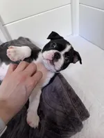 Oakley , a female Boston Terrier for sale in Melville, NY – 1 of 6