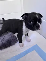 Yoda, a male Boston Terrier for sale in Melville, NY – 1 of 10